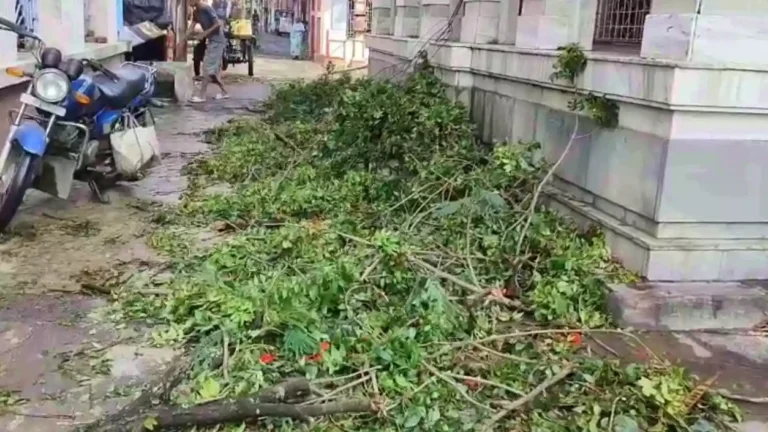 tree breaking