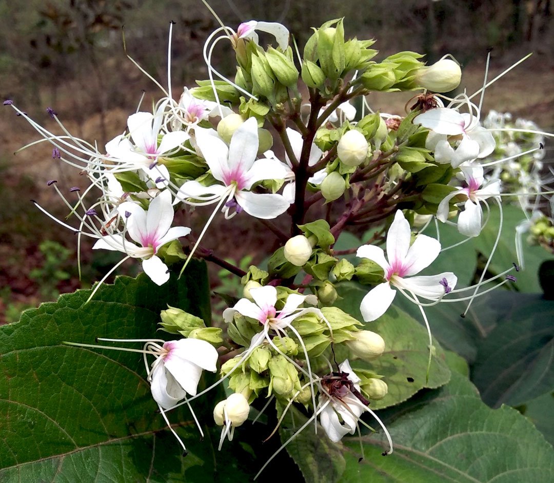 Ghetupuja-Ghetusosthi-Ghantakarna-Clerodendrum-infortunatum2